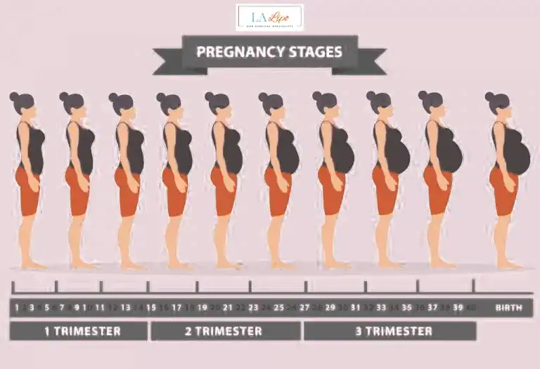 First Trimester (Weeks 1–12): Early Changes You Might Not Notice Broxbourne